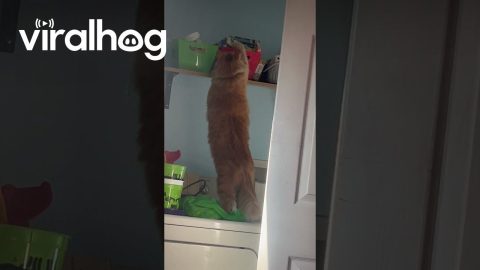 Cat Knocks Stuff Off Shelf While Sneaking Treats || ViralHog