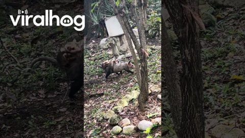 Baby Opossums Riding on Mama's Back || ViralHog