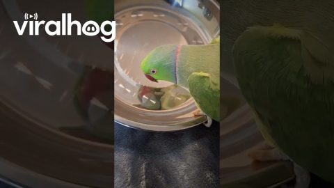 Indian Ringneck Parrot Sings to His Reflection || ViralHog
