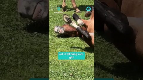Chill Horse Sunbathing in a Funny Position || ViralHog Shorts