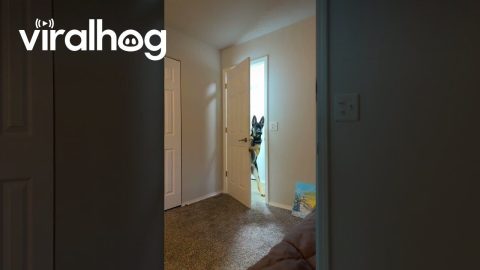 Closed Door Doesn't Stop Shepherd's Morning Greeting || ViralHog