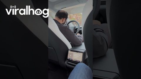 Tesla Robotaxi Safety Driver Keeps Falling Asleep || ViralHog