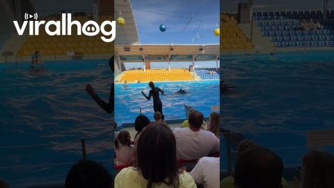 Trainer Expertly Flipped By Dolphins || ViralHog
