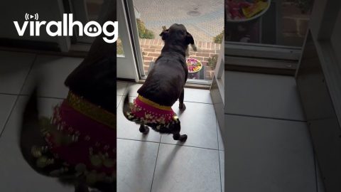 Belly-Dancing Dog Excited for Trick-or-Treaters || ViralHog