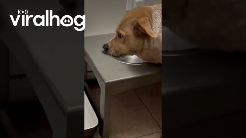 Dog Drinks at the Edge of the Bowl || ViralHog