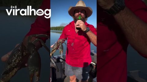 Crab Opens a Bottle of Beer || ViralHog