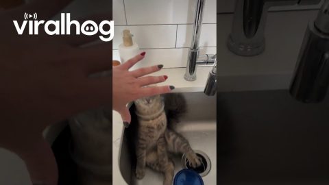 Cat Licks Leftovers From Tupperware || ViralHog