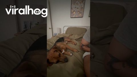 Bruno Doesn't Appreciate Pretend Eating || ViralHog