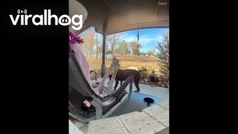 Package Thief Caught Red-Pawed || ViralHog
