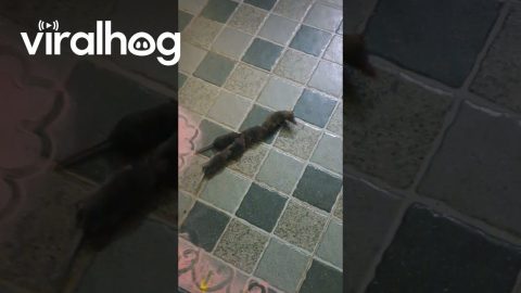 Rat Family Train || ViralHog