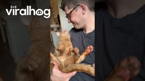 George the Cat Steals My Glasses || ViralHog