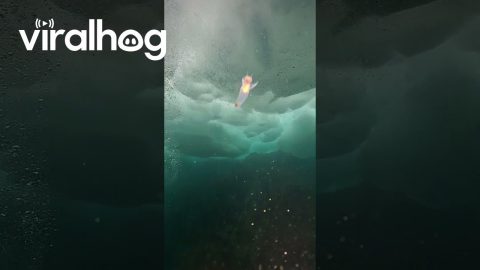 Diver's Flashlight Highlights Sea Angel Clione || ViralHog