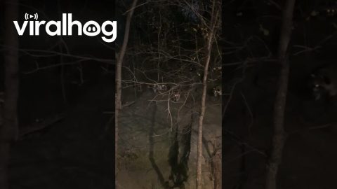 Befriending the Central Park Raccoons || ViralHog