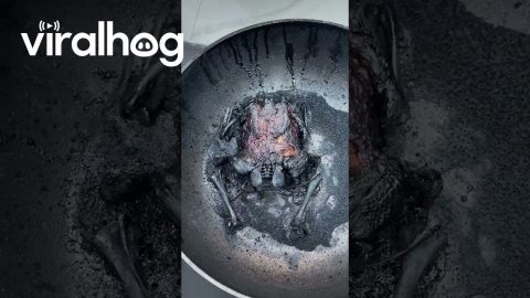Super Hot Chicken || ViralHog