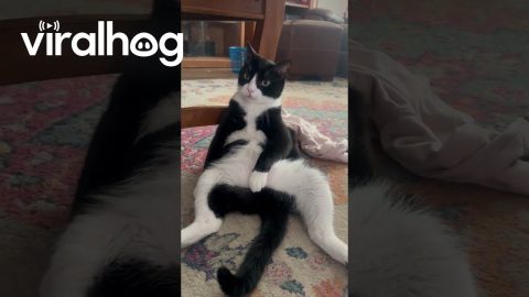 The Sitting Cat || ViralHog