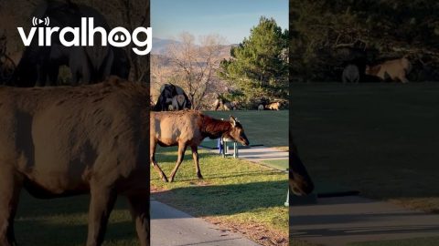 Golf Course Gets Shut Down When Elk Pass Through || ViralHog