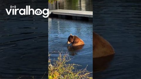 Lakeside Bath With a Brown Bear || ViralHog