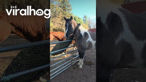 Horse Caught in Net Waits Patiently for Help || ViralHog