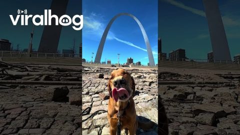 Dog Licking Peanut Butter Around the Country || ViralHog