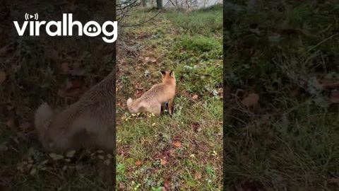Wild Fox Snatches Frisbee Golf Disk || ViralHog