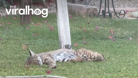 Bobcat in Arizona Backyard || ViralHog