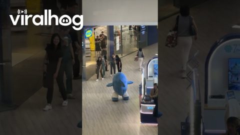 Shark Mascot Dances for Passers-By || ViralHog