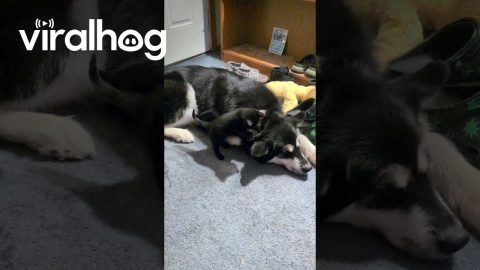 Tiny Kitten Plays With Big Dog's Floppy Ears || ViralHog