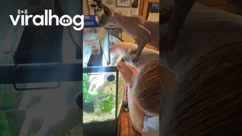 Sphynx Kitten Supervising Fish Tank Cleaning || ViralHog