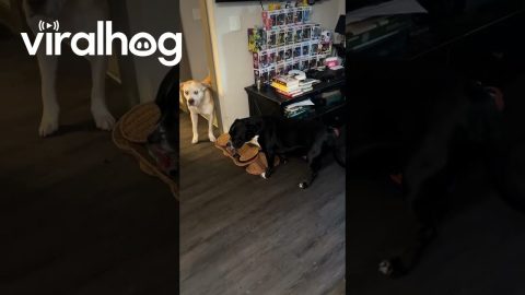 Dog Offended By Owner Spreading His Eating Habit Business || ViralHog