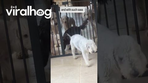 Every Dog for Himself || ViralHog