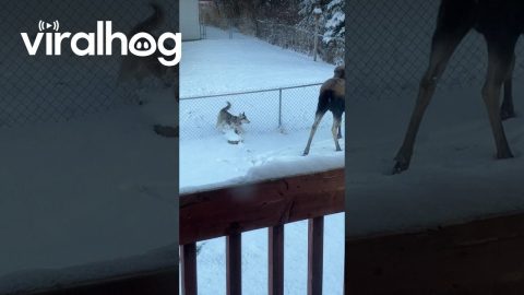 Playful Dog Tries to Befriend Moose || ViralHog