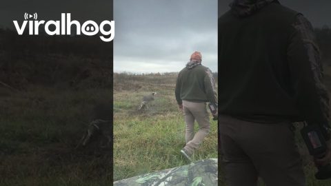 Man Rescues Deer Tangled in Fence || ViralHog