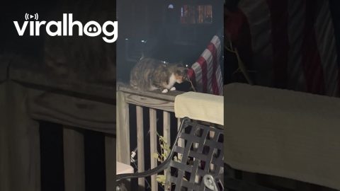 Mantis and Cat Interaction || ViralHog