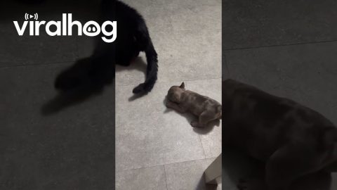 Cat Unbothered By Playful Puppy || ViralHog