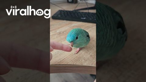 Parrot Handshake || ViralHog