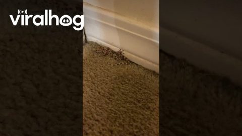 The Gecko Ran Right at Me || ViralHog