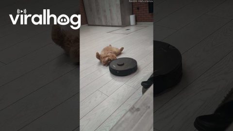 Lazy Cat Will Not Move for Robot Vacuum || ViralHog