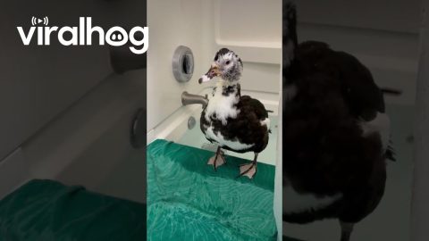 Duck Having A Blast In The Bath || ViralHog