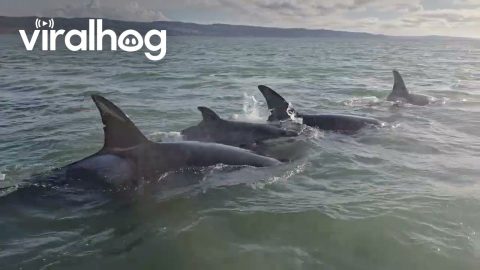 Orca Pod Teaches Calf How to Hunt || ViralHog
