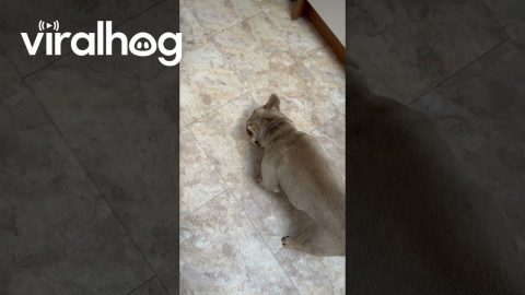 Frenchie's Face Full Of Yogurt || ViralHog