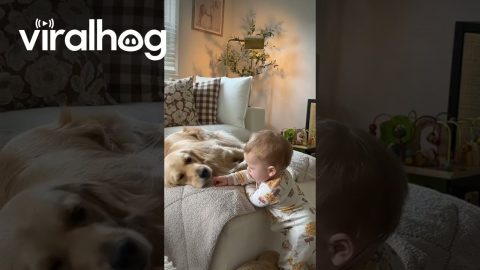 Baby and Golden Retriever Best Friends || ViralHog