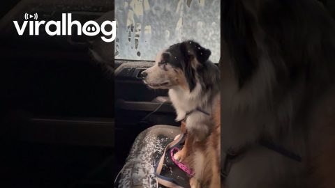 Naughty Aussie Gets Car Interior Cleaned At Car Wash || ViralHog