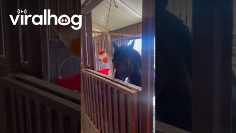 Kids Horse Make Frozen Fruit Cup for Horse || ViralHog