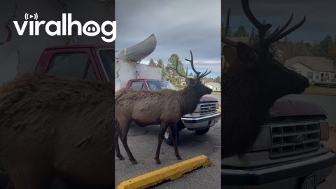 Elk Herd Wades Through Water in Estes Park || ViralHog