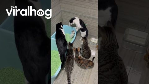 Kitten Surrounded by Elders || ViralHog