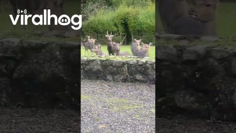 Multiplying Deer || ViralHog
