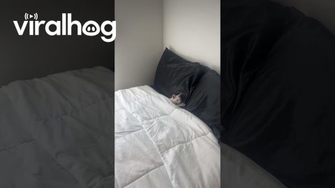 Cat Curls Up In Silky Sheets || ViralHog