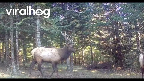 Oregon Bull Elk Locking Antlers || ViralHog