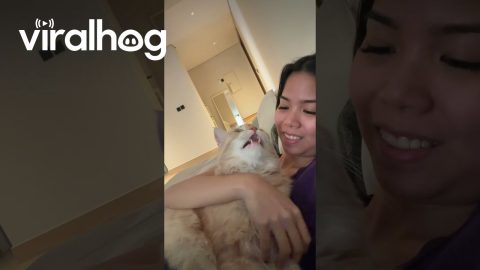 Cat Sings Along With Owner's Acoustic Showtune || ViralHog