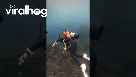 A Rare Gathering of Sea Snakes || ViralHog